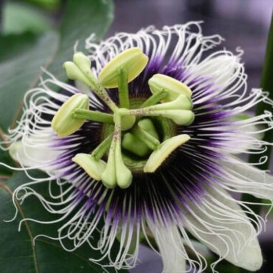 5 Passiflora Edulis Var Flavicarpa Yellow Passionflower Seeds For Planting | www.seedsplantworld.com