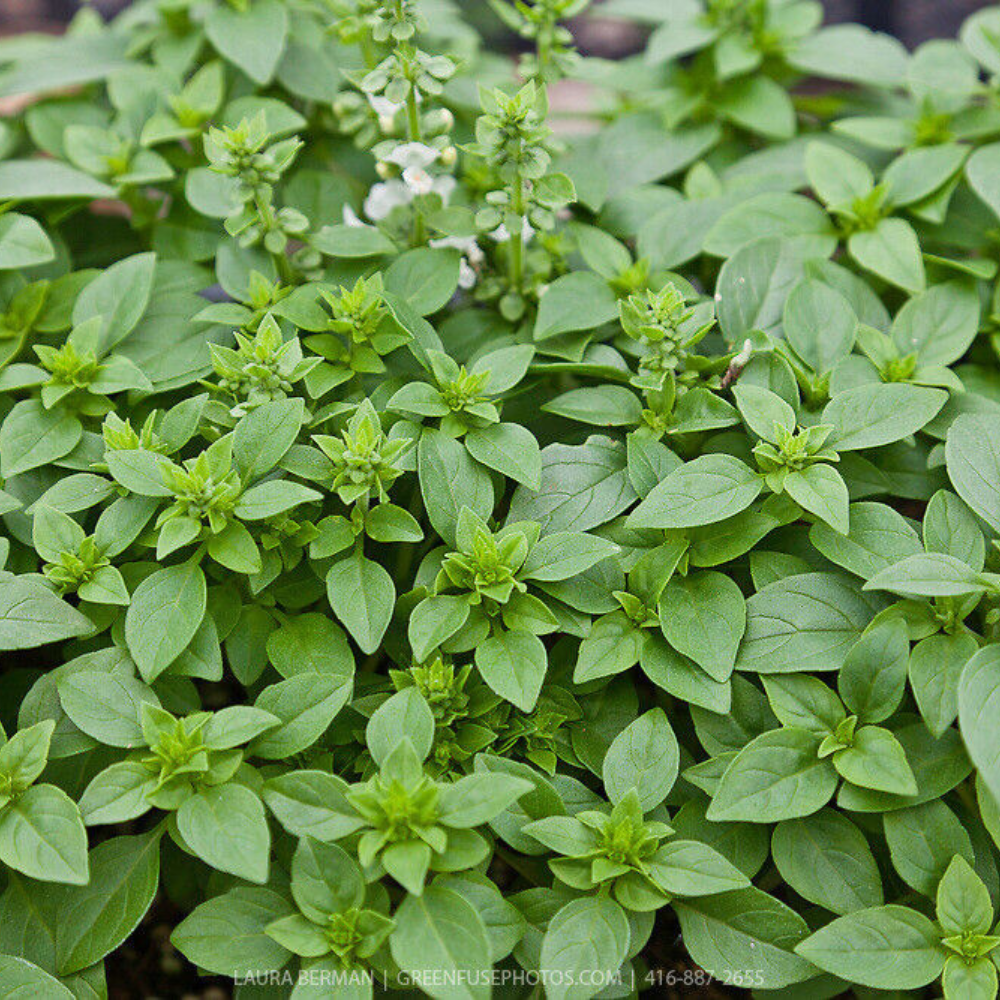 250 Spicy Globe Basil Basil Bush NON-GMO Herb Seeds | www.seedsplantworld.com