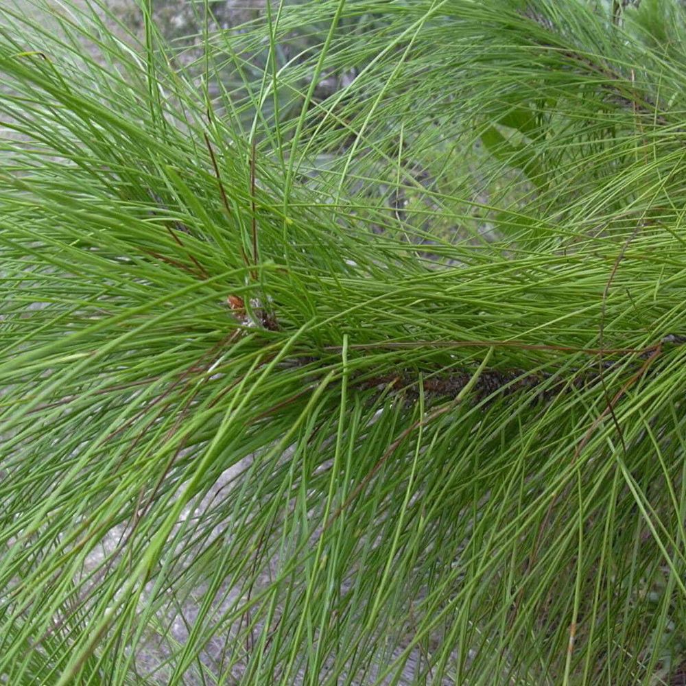 5 Pinus Elliottii Slash Pine Tree Seeds For Planting | www.seedsplantworld.com