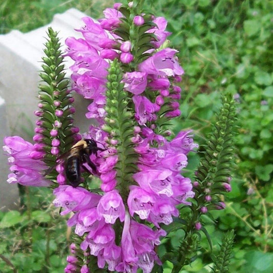 5 Physostegia Virginiana Rose Queen Pink Obedient Plant Seeds For Planting | www.seedsplantworld.com