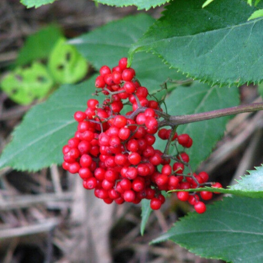 10 Sambucus Williamsii Asian Red Elderberry Shrub Seeds For Planting | www.seedsplantworld.com