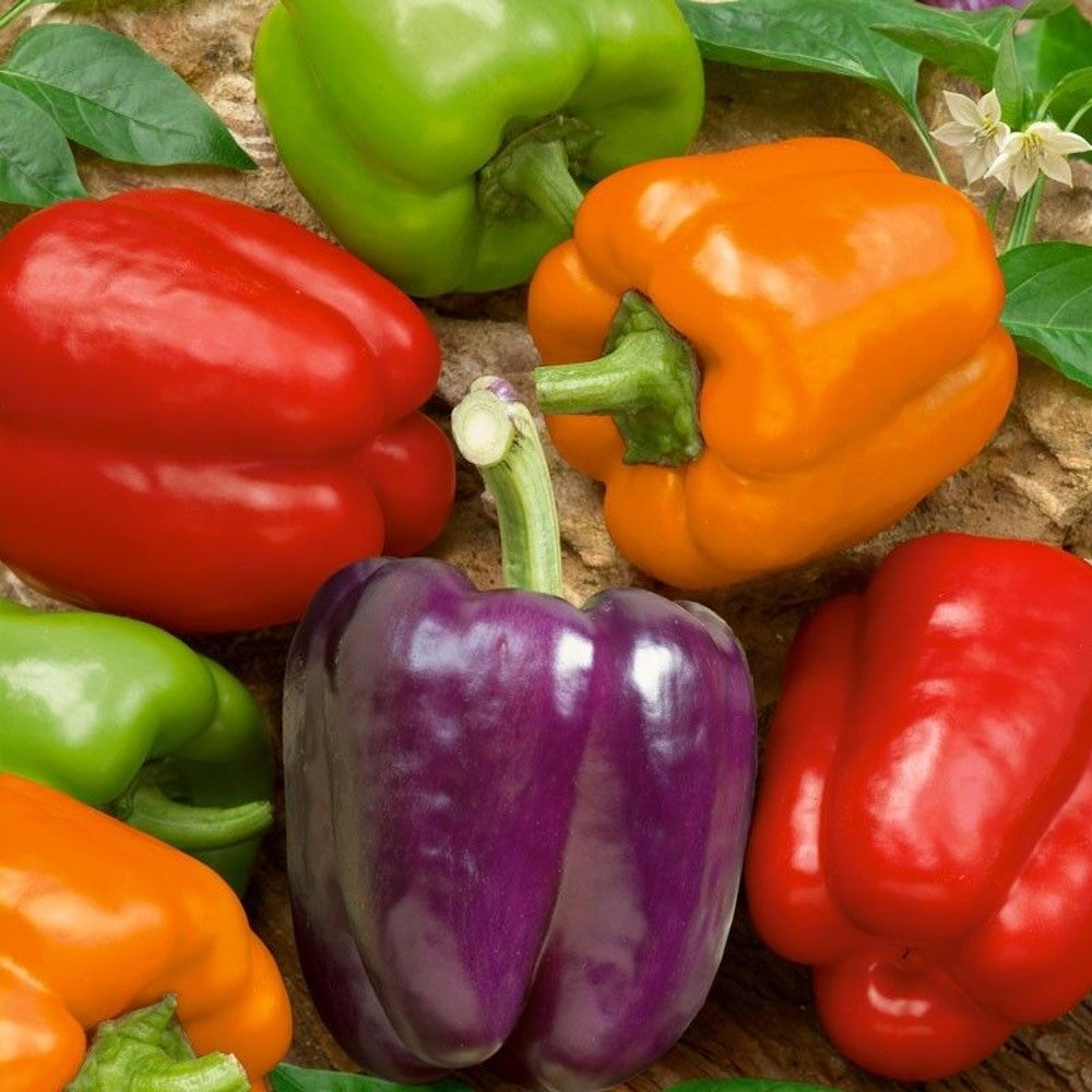 100 Rainbow Bell Pepper Capsicum Anuum NON-GMO Vegetable Seeds | www.seedsplantworld.com