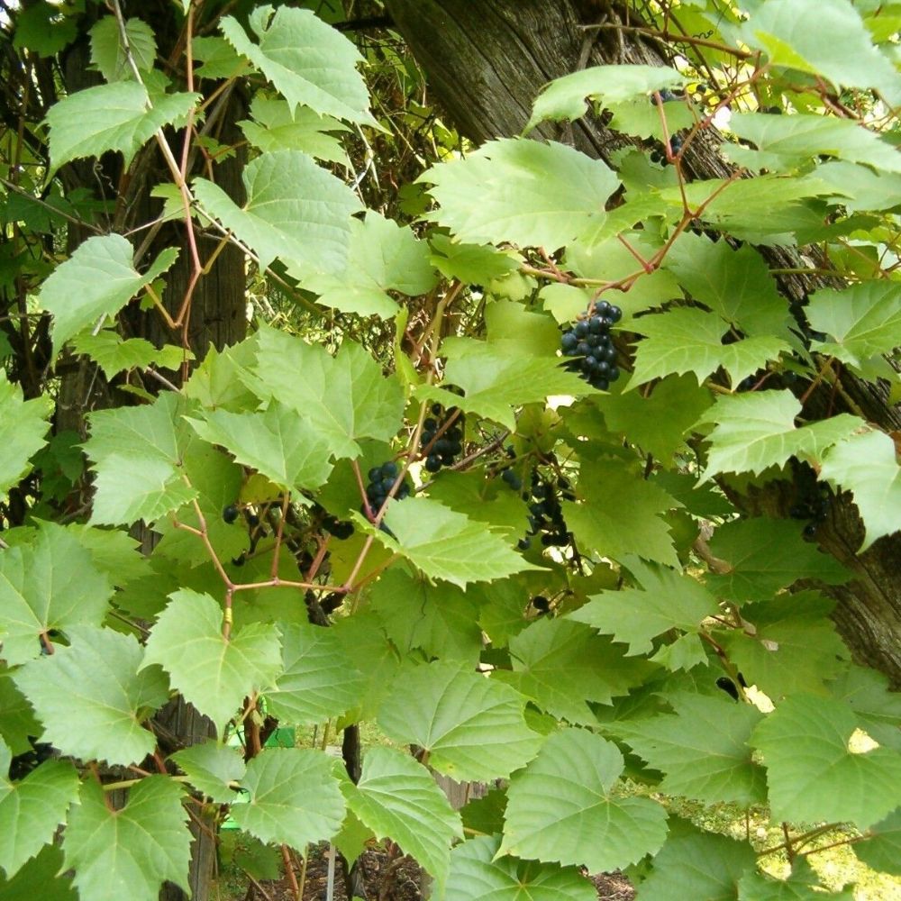 5 Vitis Riparia Riverbank Grape Seeds For Planting | www.seedsplantworld.com