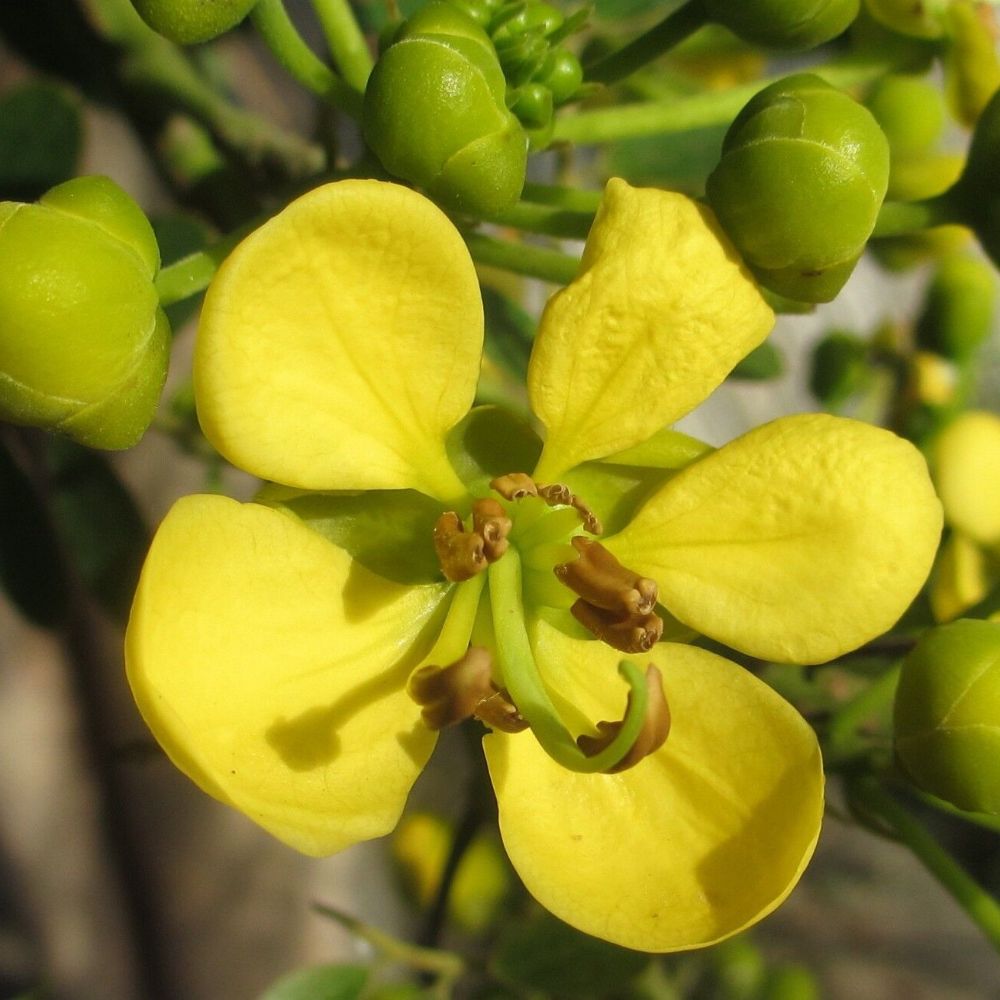 5 Cassia Siamea Siamese Cassia Tree Golden Yellow Flowers Seeds For Planting | www.seedsplantworld.com