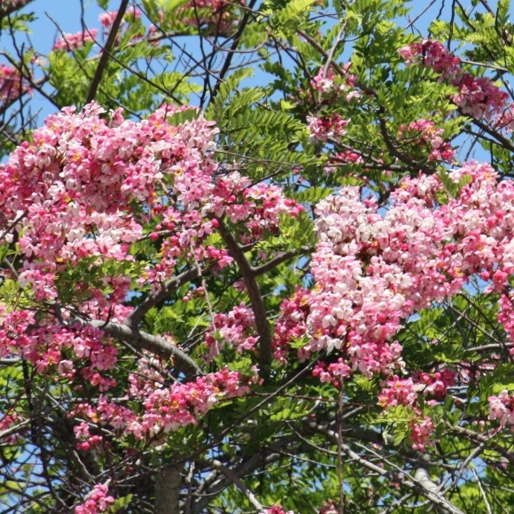 5 Cassia Javanica Pink Cassia Pink Flowers Seeds For Planting | www.seedsplantworld.com