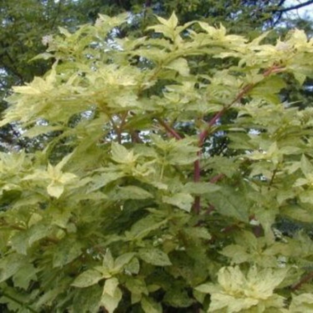 5 Phytolacca Americana Silberstein Variegated Pokeweed Seeds For Planting | www.seedsplantworld.com