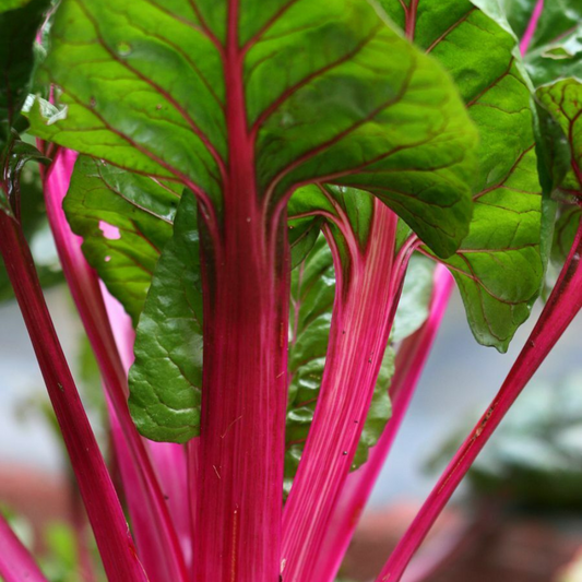 35 Magenta Swiss Chard NON-GMO Colorful Salad Vegetable Seeds | www.seedsplantworld.com