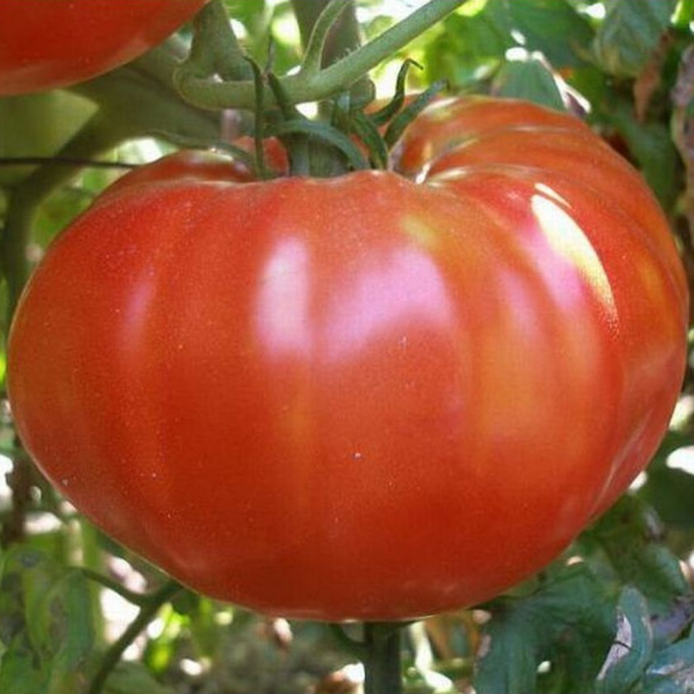 125 Oxheart Tomato Giant Tomato Huge NON-GMO Vegetable Seeds | www.seedsplantworld.com