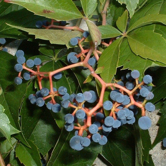 5 Parthenocissus Quinquefolia Virginia Creeper Vine Seeds For Planting | www.seedsplantworld.com