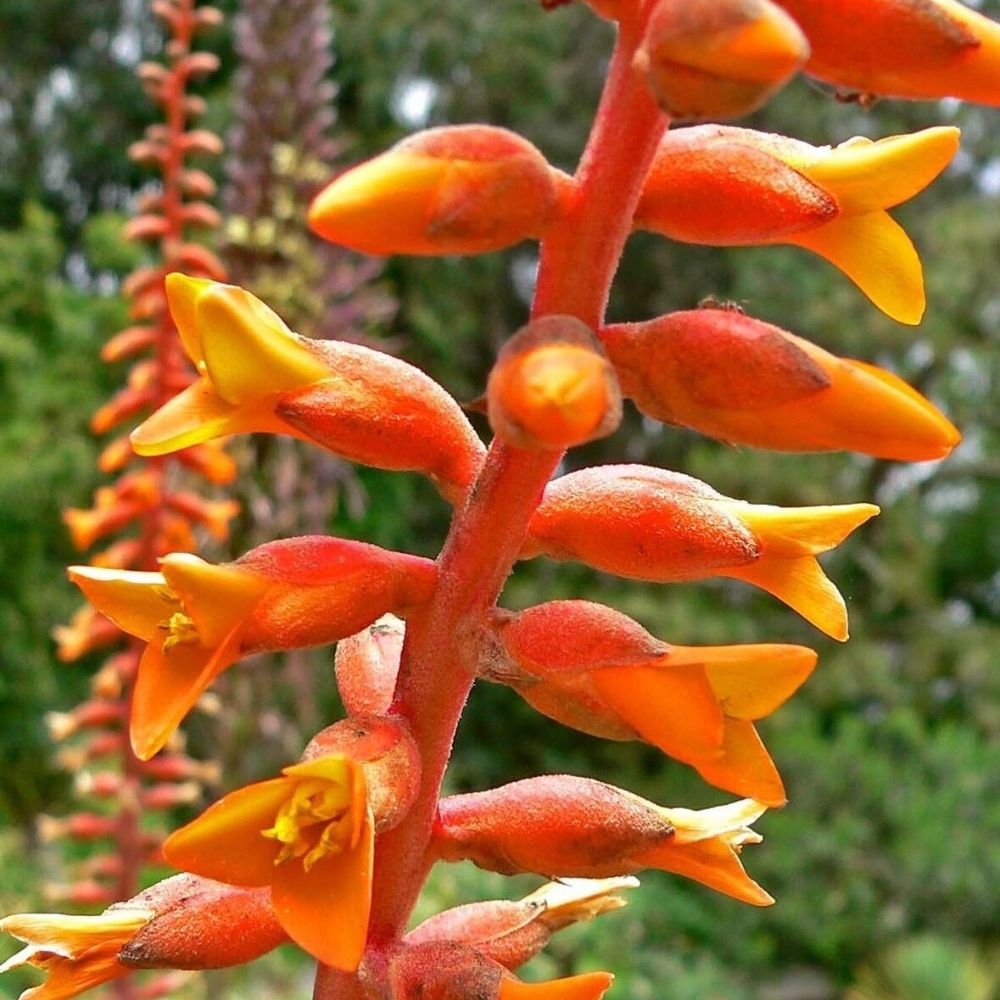 5 Dyckia Cherry Coke Hardy Bromeliad Seeds For Planting | www.seedsplantworld.com