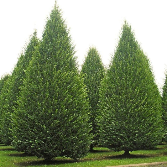 5 Carpinus Betulus Upright European Hornbeam Tree Seeds For Planting | www.seedsplantworld.com