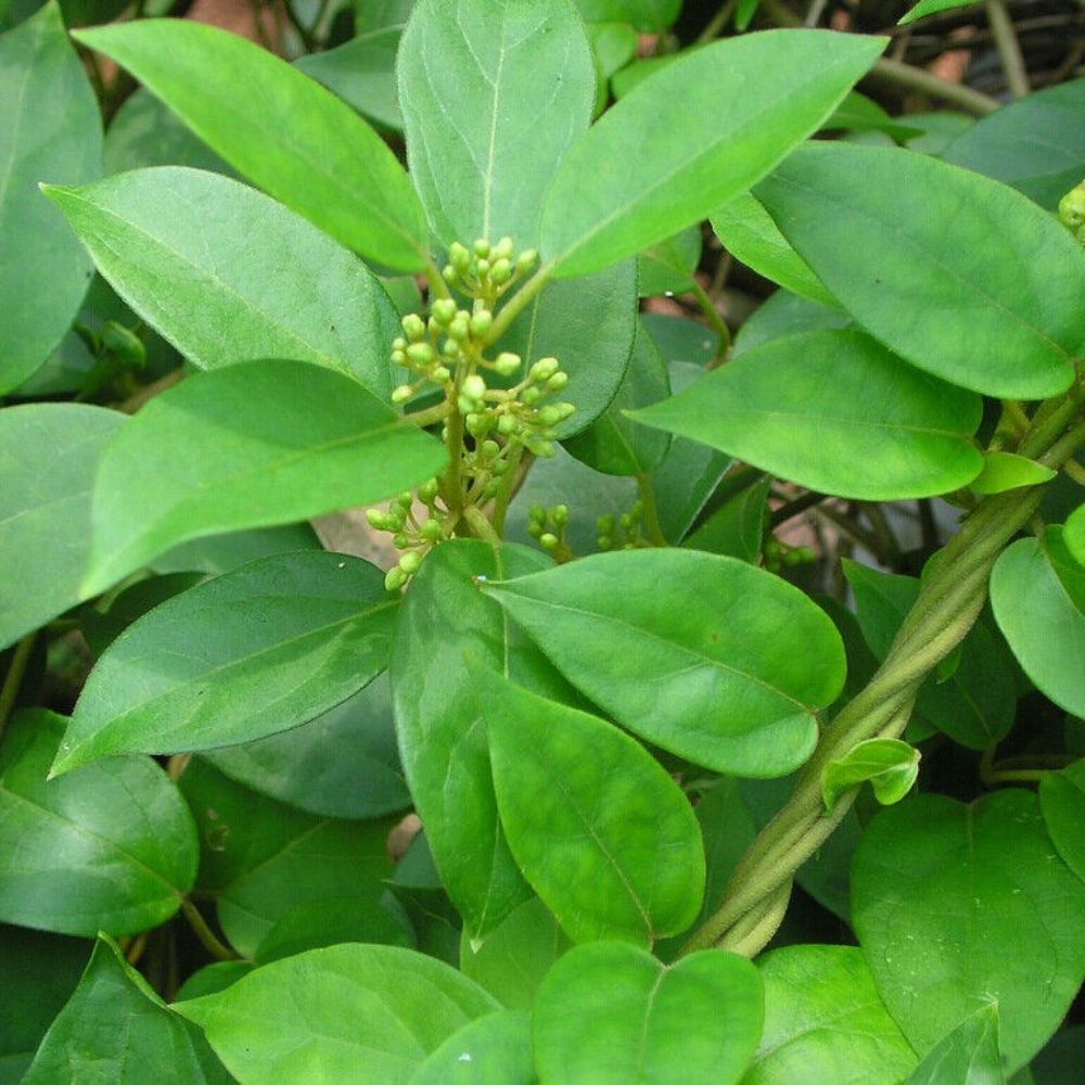 5 Gymnema Sylvestre Gymnema Herb Seeds For Planting | www.seedsplantworld.com