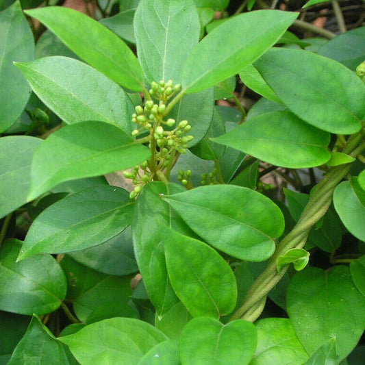 5 Gymnema Sylvestre Gymnema Herb Seeds For Planting | www.seedsplantworld.com