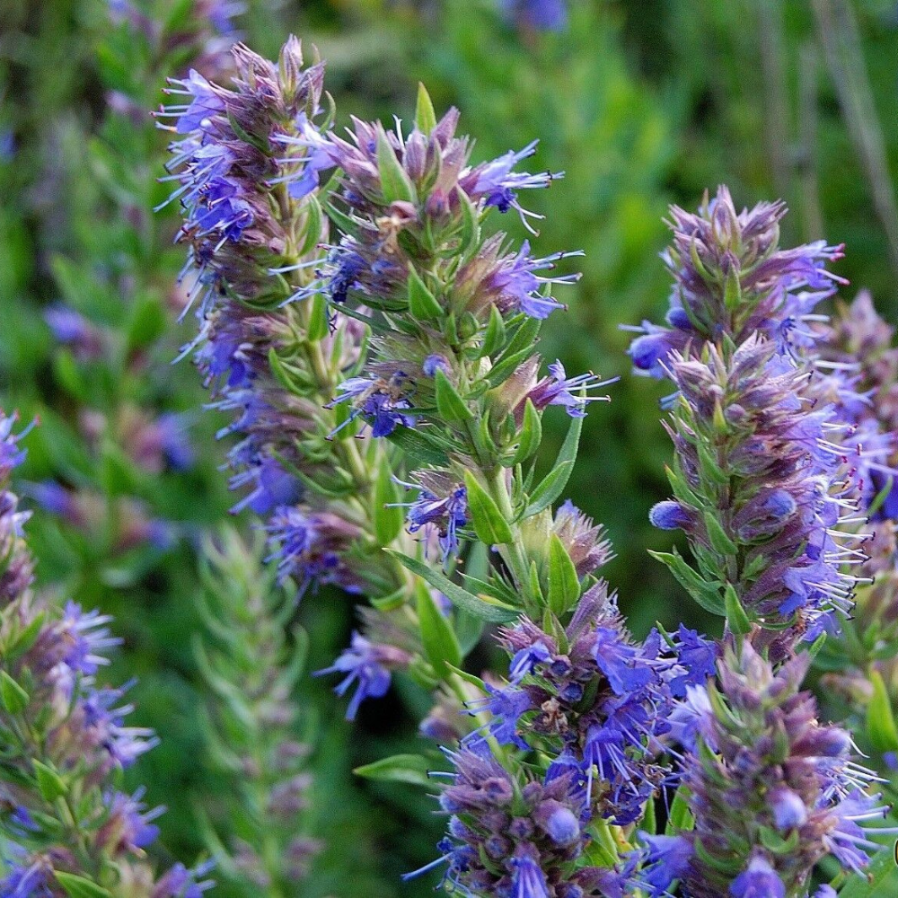 750 Hyssop Bees & Butterflies Blue-Violet Flower Seeds | www.seedsplantworld.com