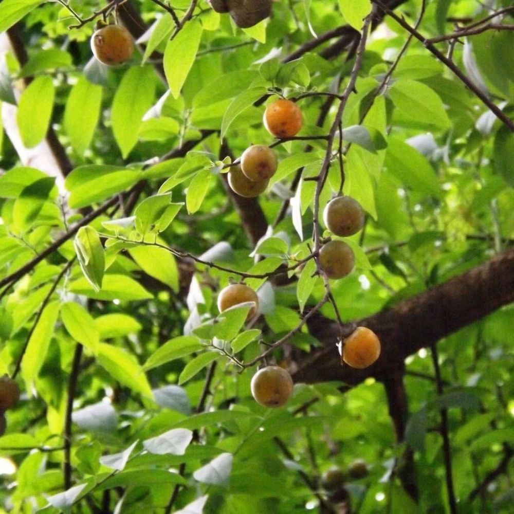 5 Diospyros Cordifolia Mountain Persimmon Tree Seeds For Planting | www.seedsplantworld.com