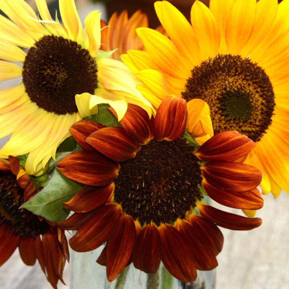 150 Autumn Beauty Sunflower Mix Very Colorful Flowers Seeds | www.seedsplantworld.com