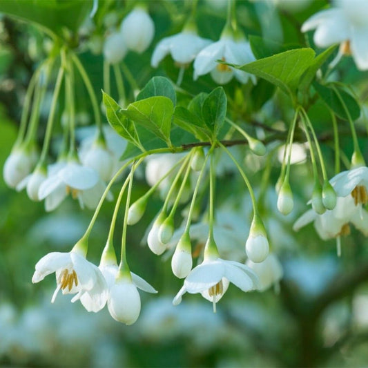 5 Halesia Diptera Two Wing Silverbell Tree Seeds For Planting | www.seedsplantworld.com