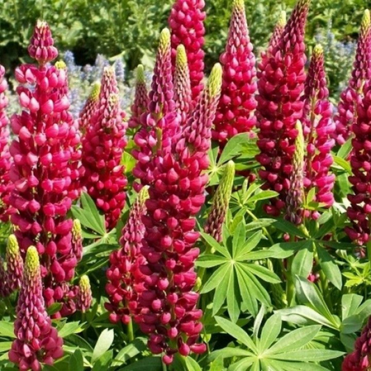 125 Red Russell Lupine My Castle Red Castle Flowers Seeds | www.seedsplantworld.com