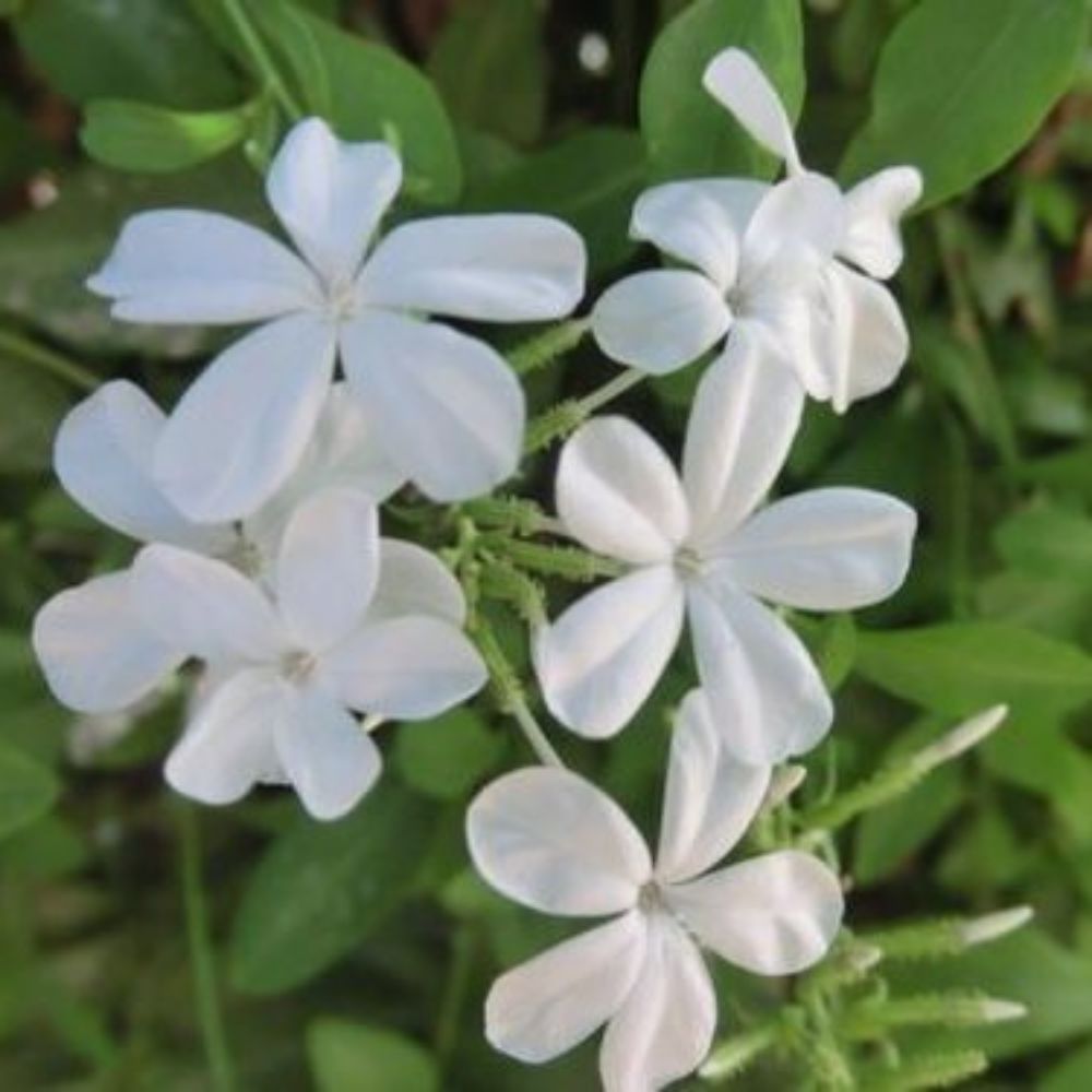 5 Plumbago Zeylanica Wild Leadwort Seeds For Planting | www.seedsplantworld.com