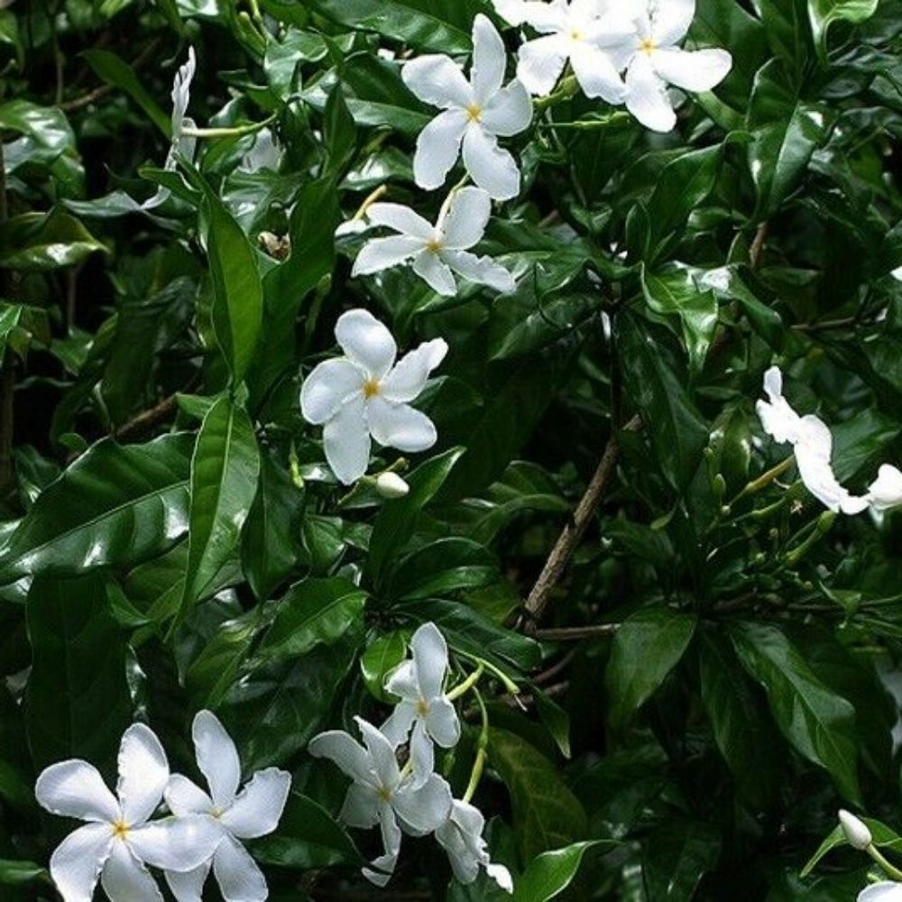 5 Tabernaemontana Divaricata Crape Jasmine Seeds For Planting | www.seedsplantworld.com