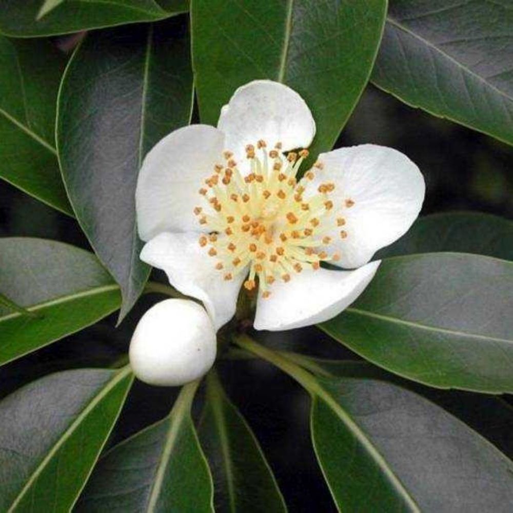 5 Schima Superba Unique Evergreen Tree Seeds For Planting | www.seedsplantworld.com