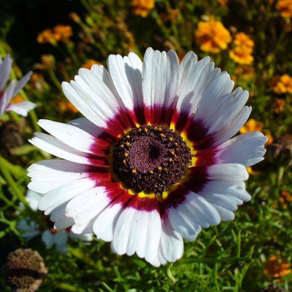 350 Painted Daisy Tricolor Chrysanthemum Carinatum Flower Seeds | www.seedsplantworld.com