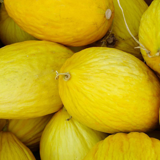 190 Crenshaw Melon Cranshaw Heirloom NON-GMO Fruit Seeds | www.seedsplantworld.com