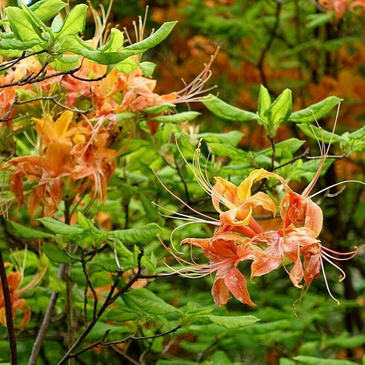 10 Rhododendron Calendulaceum Flame Azalea Seeds For Planting | www.seedsplantworld.com