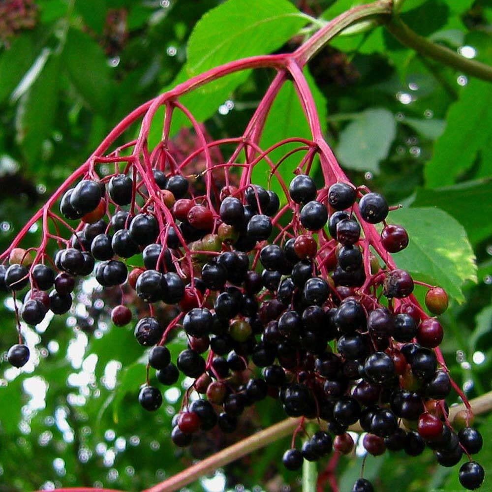 10 Sambucus Nigra Elderberry Shrub Seeds For Planting | www.seedsplantworld.com