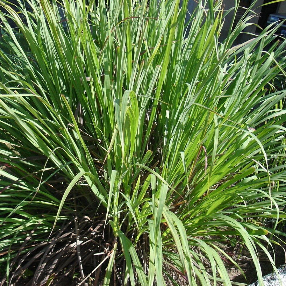 10 Cymbopogon Martinii Palmarosa Lemon Grass Seeds For Planting | www.seedsplantworld.com