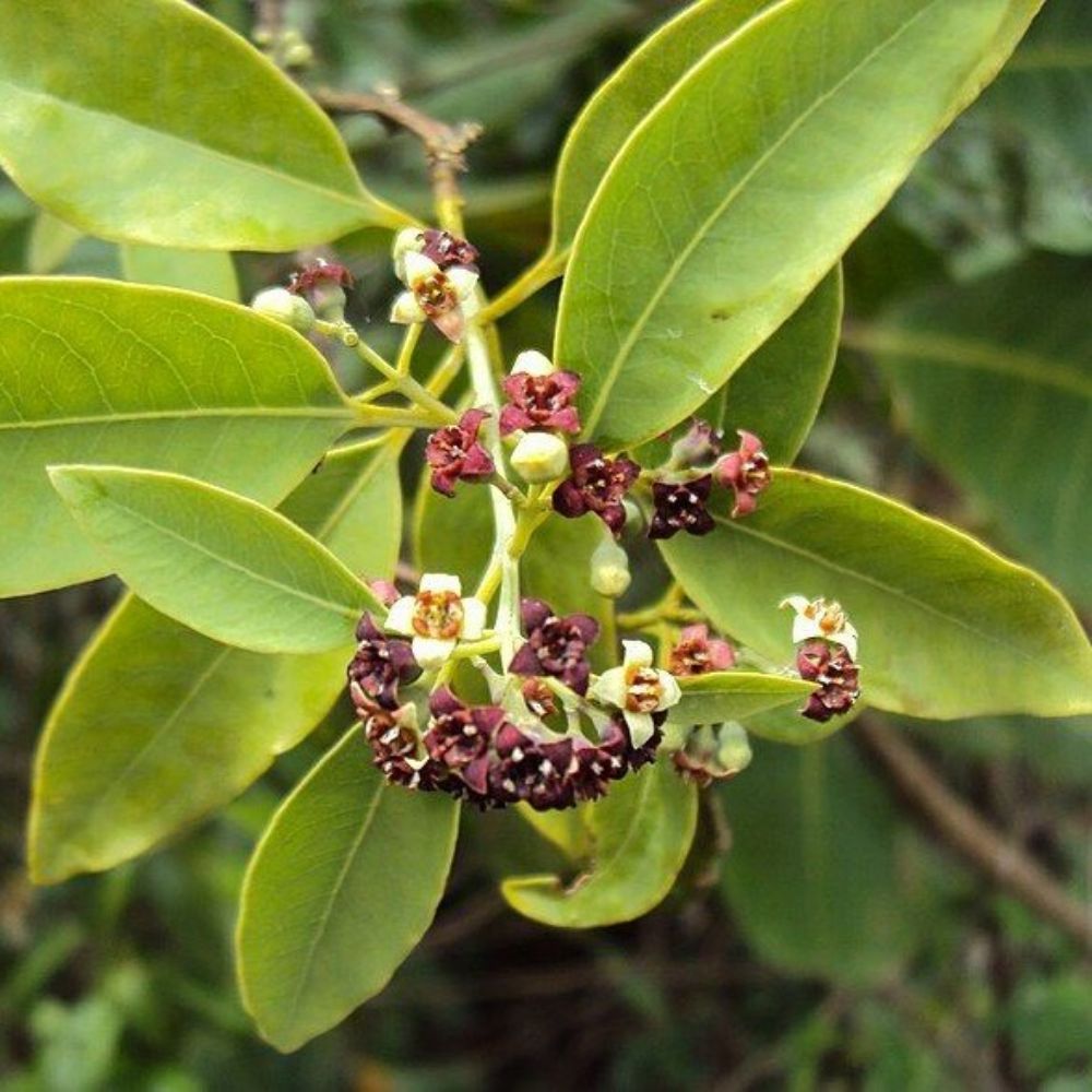 5 Santalum Album Sandalwood Tree Seeds For Planting | www.seedsplantworld.com