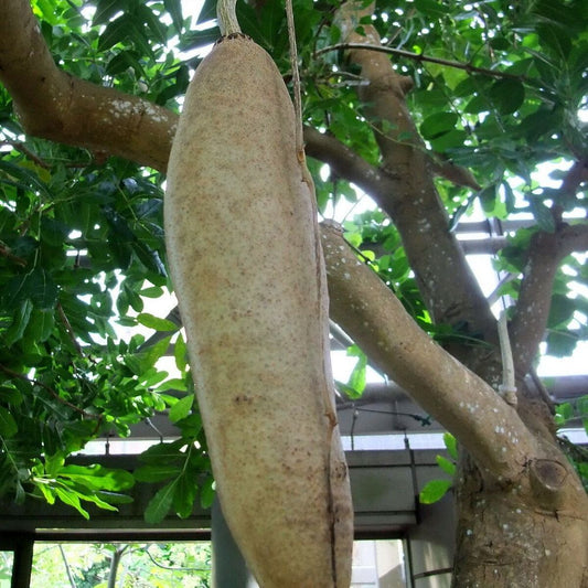 5 Kigelia Pinnata Sausage Tree Seeds For Planting | www.seedsplantworld.com