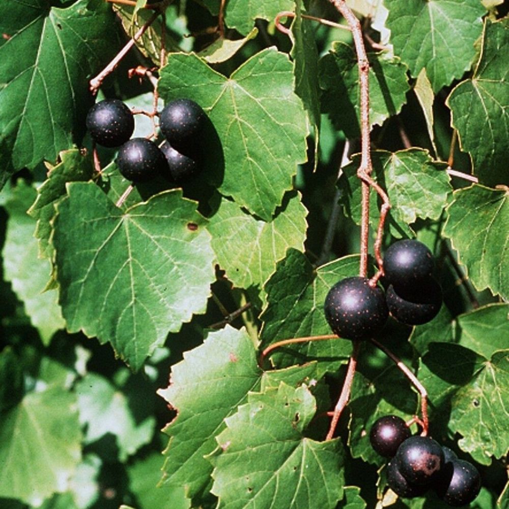 5 Vitis Rotundifolia Purple Muscadine Grape Seeds For Planting | www.seedsplantworld.com