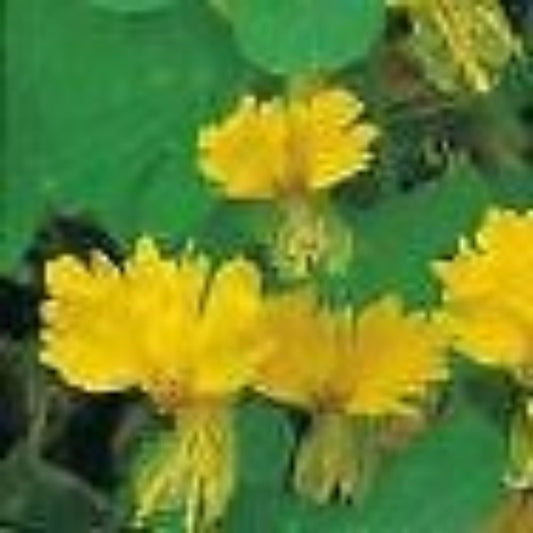 5 Tropaeolum Peregrinum Yellow Blooms Seeds For Planting | www.seedsplantworld.com