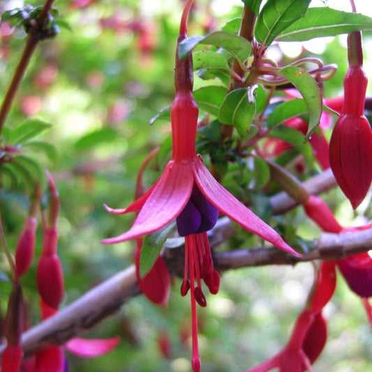 5 Fuchsia Magellanica Hardy Fuchsia Seeds For Planting | www.seedsplantworld.com