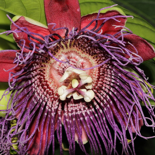 5 Passiflora Quadrangularis Giant Passionfruit Exotic Seeds For Planting | www.seedsplantworld.com