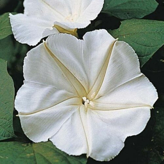 5 Calonyction Aculeatum Syn Ipomoea Alba Moonflower Vine Seeds For Planting | www.seedsplantworld.com