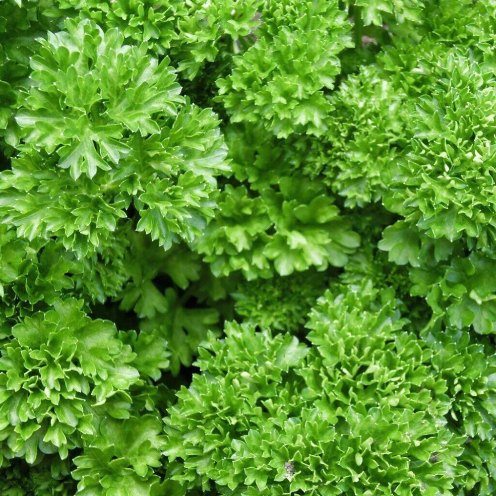 250 Forest Green Parsley NON-GMO Heirloom Herb Seeds | www.seedsplantworld.com