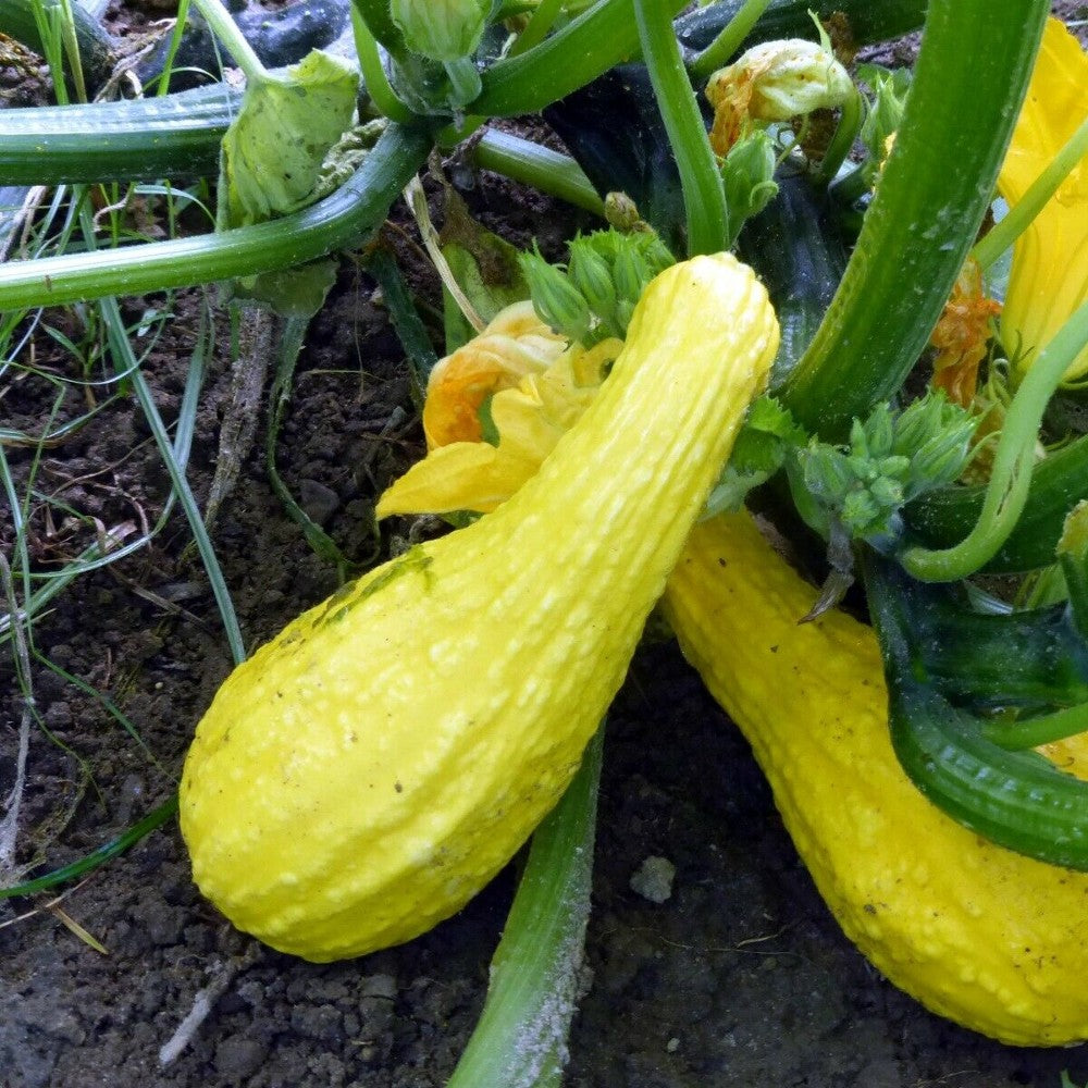 1 OZ Yellow Crookneck Squash Seeds NON-GMO Heirloom Vegetable Seeds | www.seedsplantworld.com