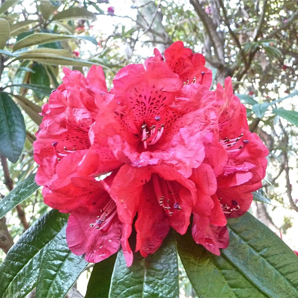 10 Rhododendron Arboreum Seeds For Planting | www.seedsplantworld.com