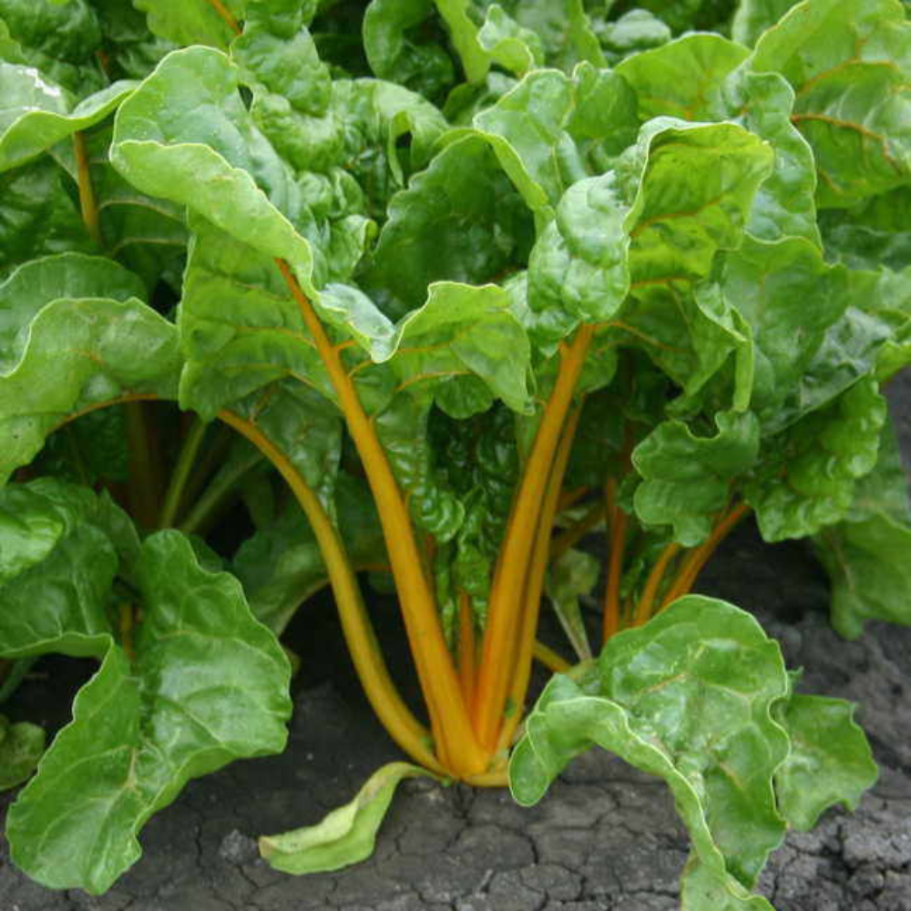 35 Orange Swiss Chard NON-GMO Colorful Salad Vegetable Seeds | www.seedsplantworld.com