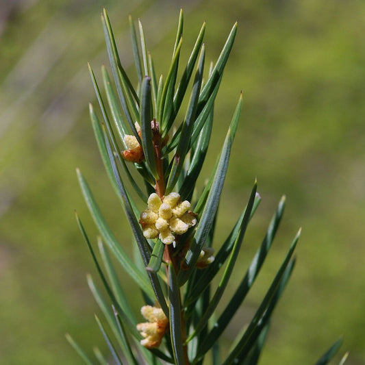 5 Keteleeria Evelyiana Unusual Tree Seeds For Planting | www.seedsplantworld.com