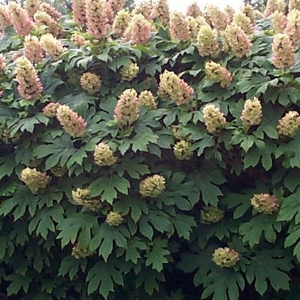 10 Hydrangea Quercifolia Oakleaf Hydrangea Seeds For Planting | www.seedsplantworld.com