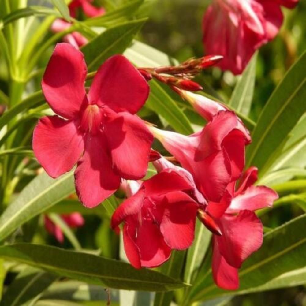 5 Nerium Oleander Hardy Red Oleander Seeds For Planting | www.seedsplantworld.com