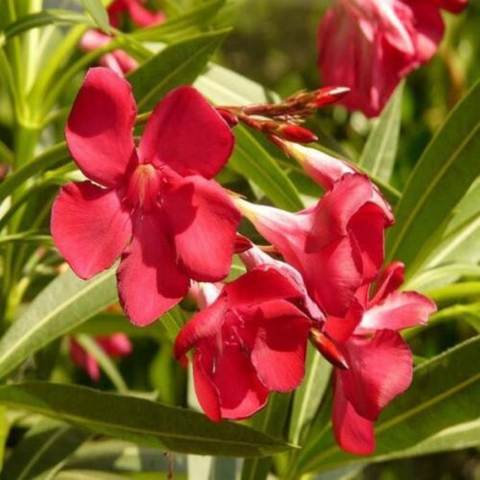 5 Nerium Oleander Hardy Red Oleander Seeds For Planting | www.seedsplantworld.com