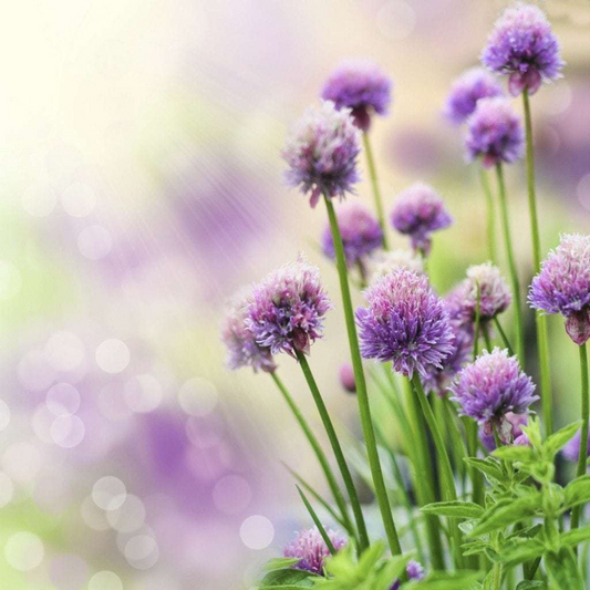 300 Common Chives NON-GMO Herb Seeds | www.seedsplantworld.com