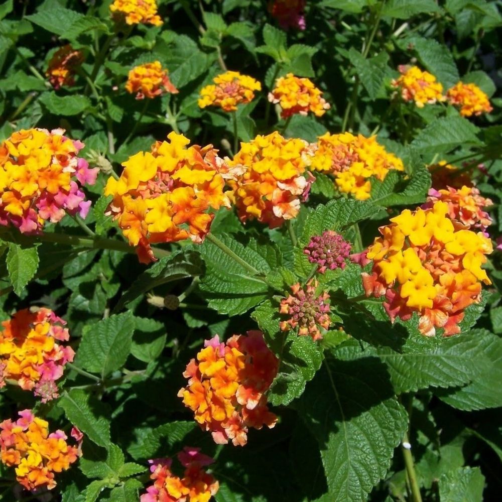 5 Lantana Camara Miss Huff Hardy Lantana Seeds For Planting | www.seedsplantworld.com