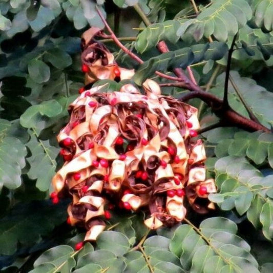 5 Adenanthera Pavonina Red Sandalwood Or Bead Tree Seeds For Planting | www.seedsplantworld.com