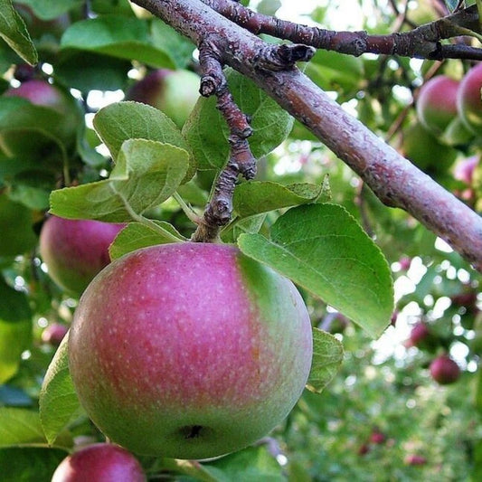 5 Malus Pumila Dwarf Apple Tree Seeds For Planting | www.seedsplantworld.com