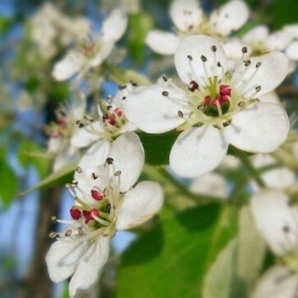 5 Pyrus Betulifolia Birchleaf Pear Tree Seeds For Planting | www.seedsplantworld.com